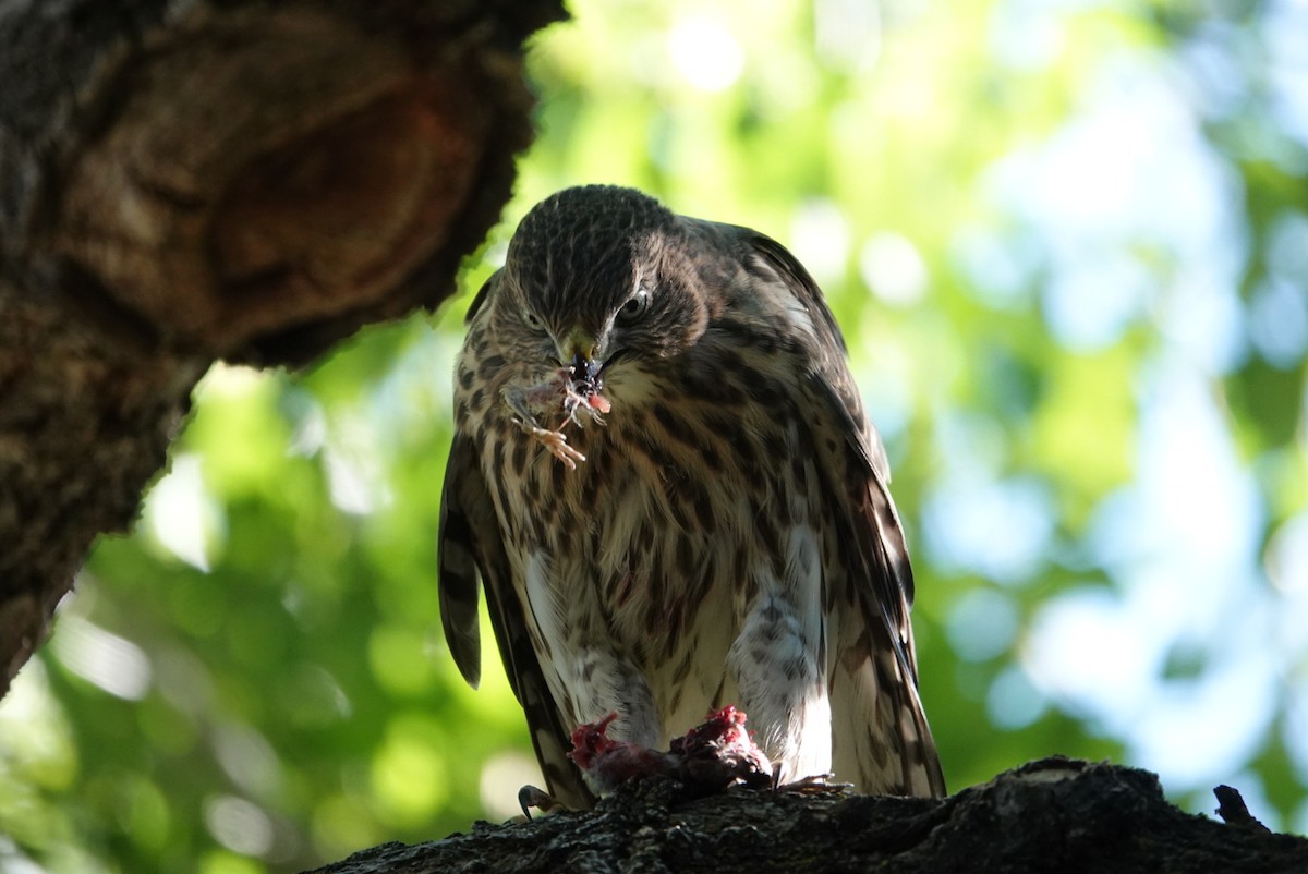 Cooper's Hawk - ML621267244