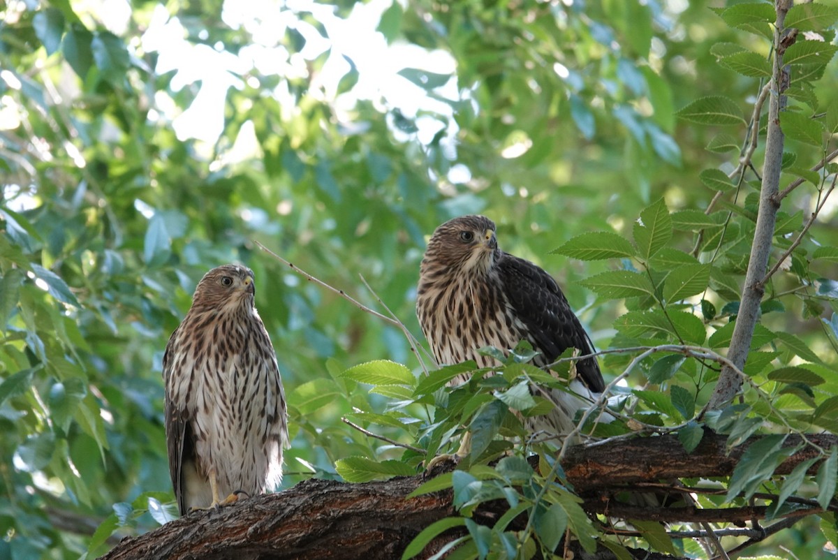 Cooper's Hawk - ML621267246