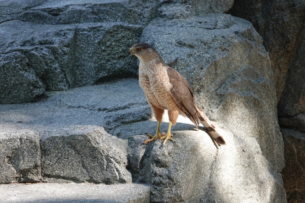 Cooper's Hawk - ML621267250