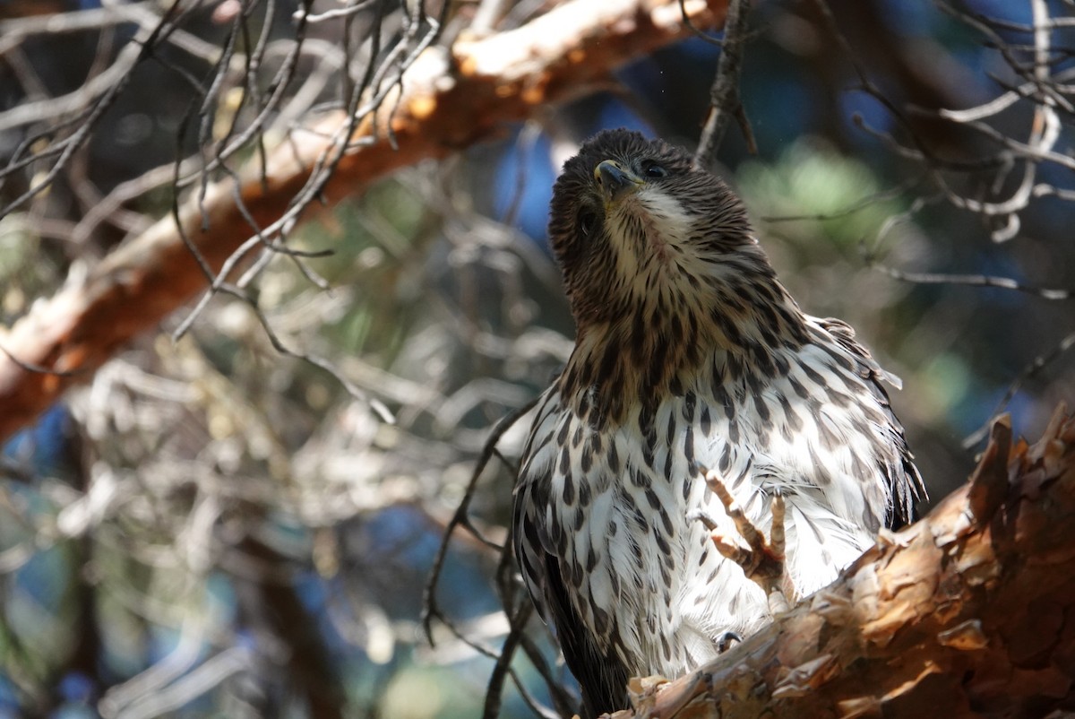 Cooper's Hawk - ML621267251