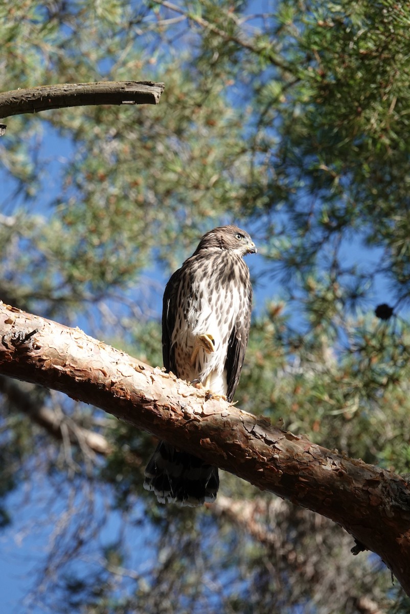 Cooper's Hawk - ML621267252