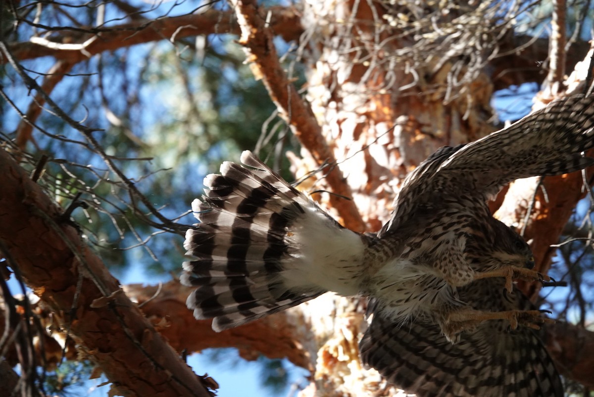 Cooper's Hawk - ML621267253