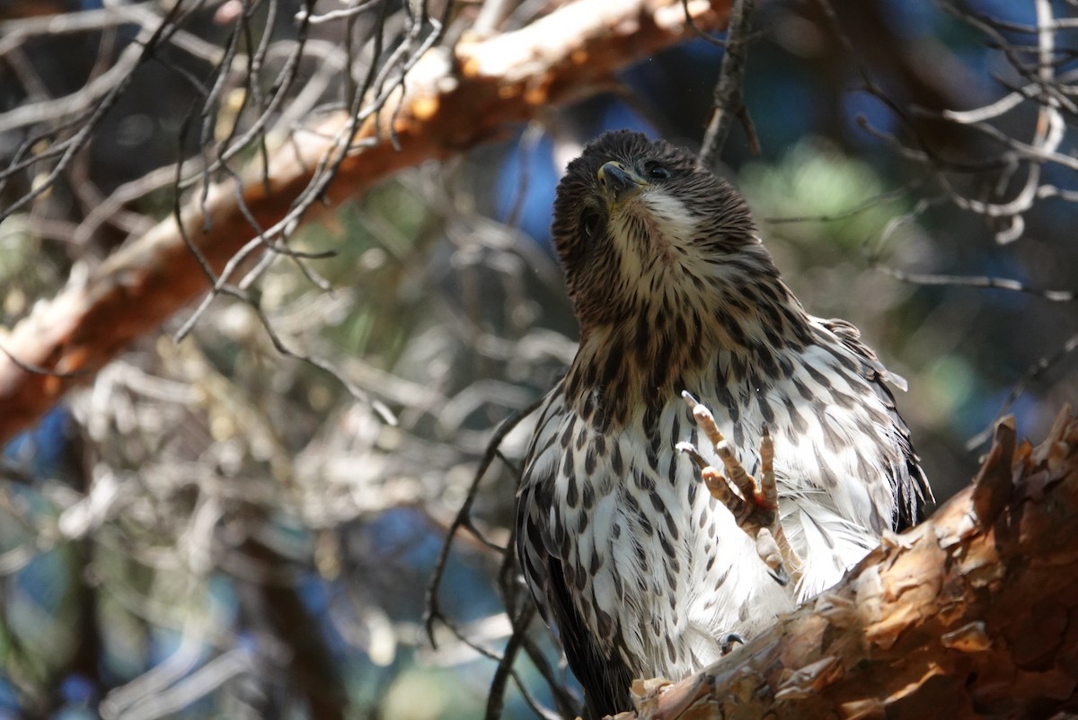 Cooper's Hawk - ML621267254