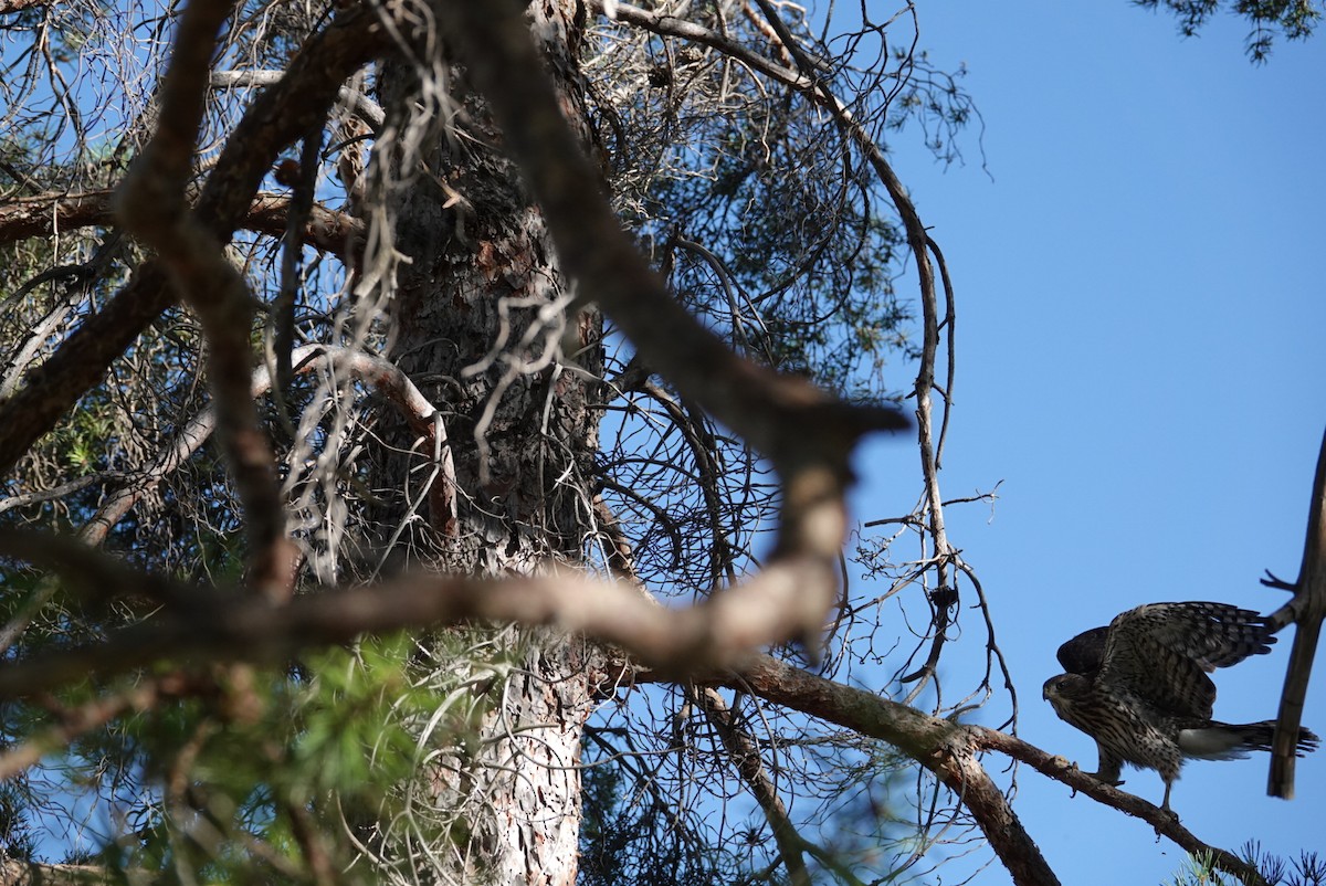 Cooper's Hawk - ML621267256