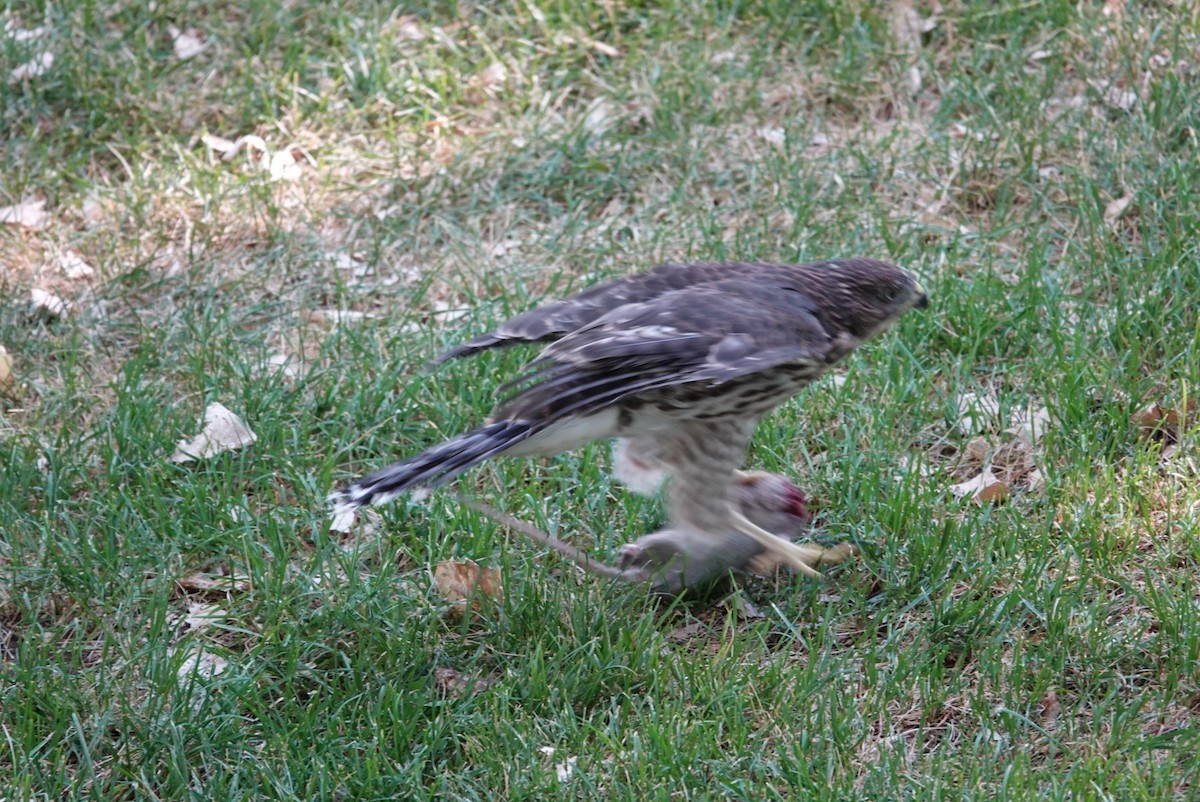 Cooper's Hawk - ML621267257