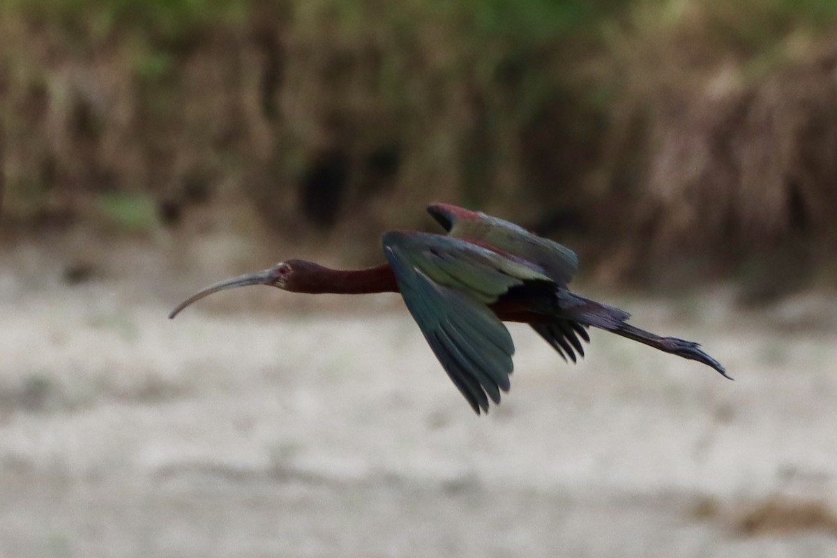 White-faced Ibis - ML621267276