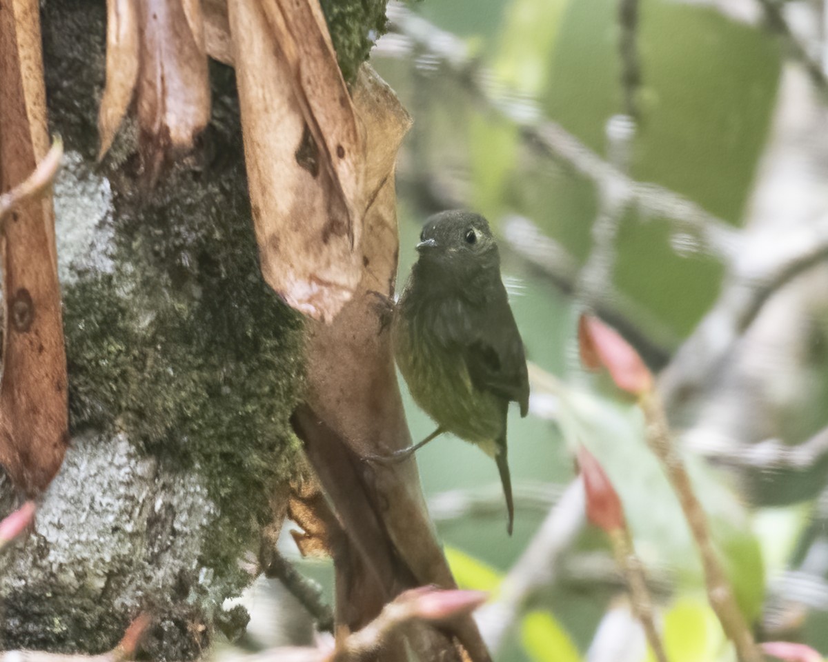 Olive-streaked Flycatcher - ML621267284