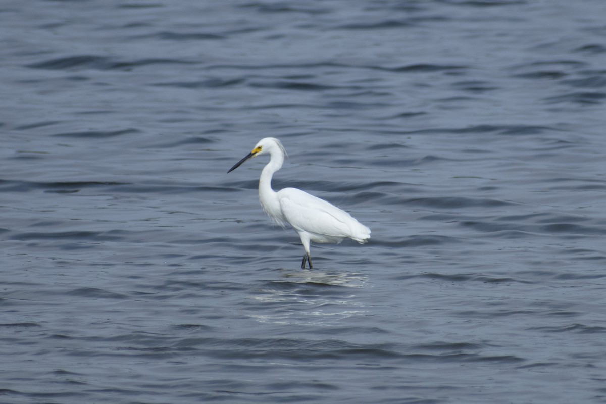 Snowy Egret - ML621267293