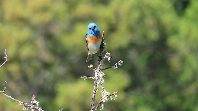 Lazuli Bunting - ML621267416