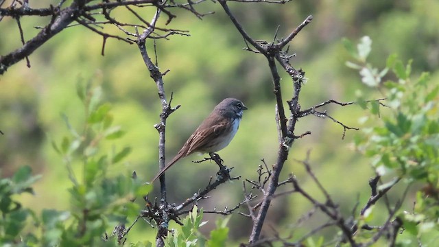 Bruant de Bell - ML621267499