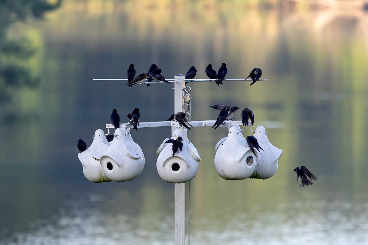 Purple Martin - ML621267569