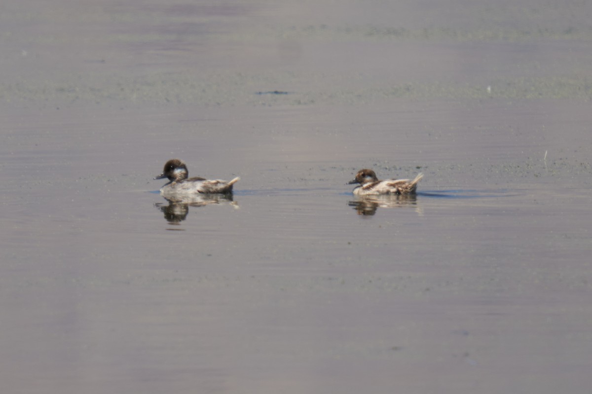 Bufflehead - ML621267669