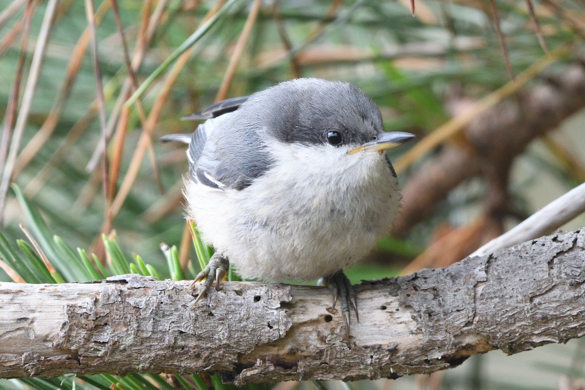 Pygmy Nuthatch - ML621267739