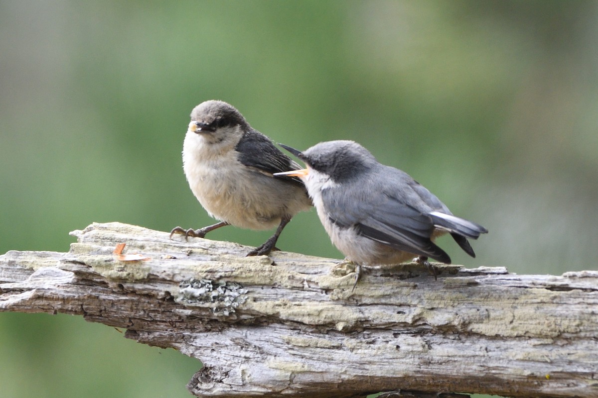 Pygmy Nuthatch - ML621267752