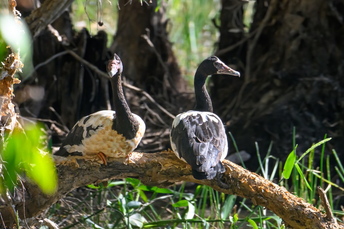 Magpie Goose - ML621267791