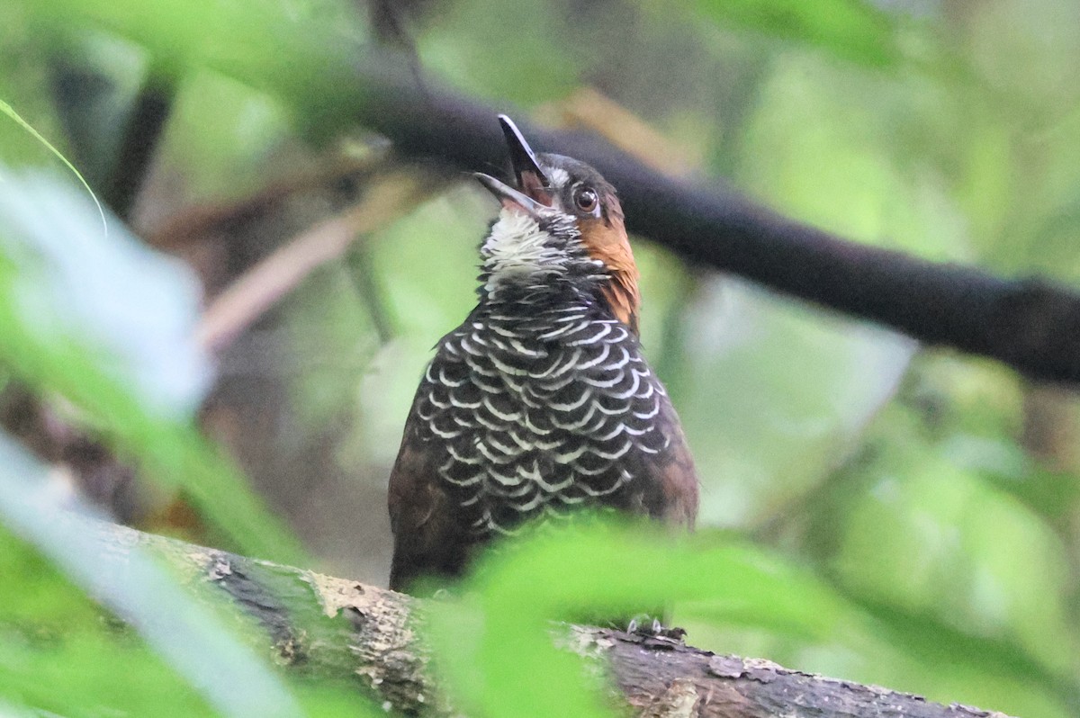 Marbled Wren-Babbler - Argrit Boonsanguan