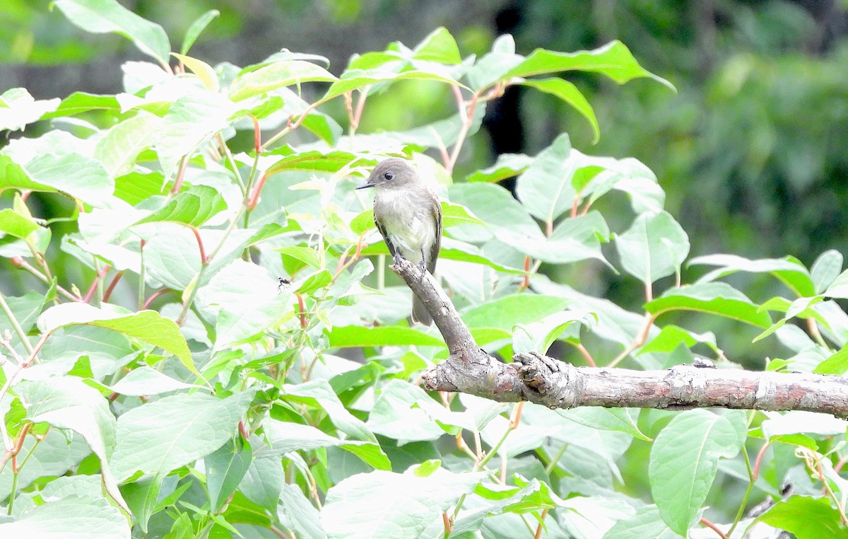 Eastern Wood-Pewee - ML621268124