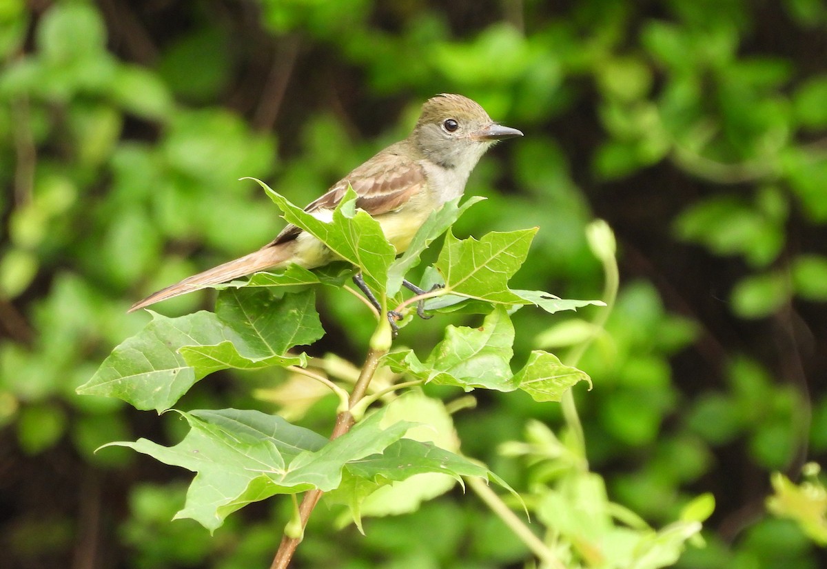 Great Crested Flycatcher - ML621268132