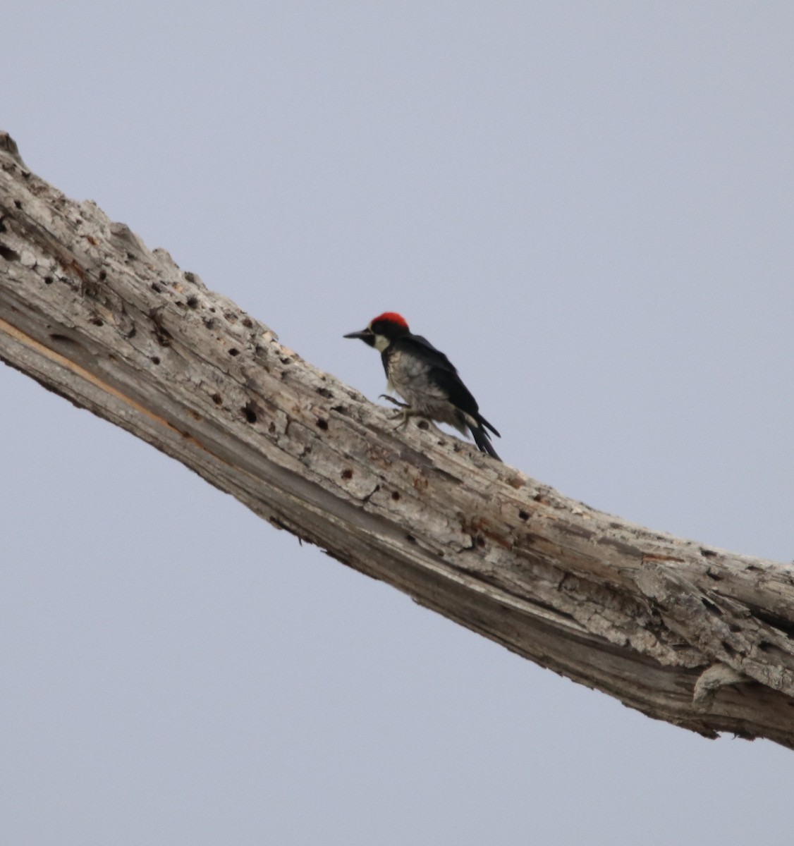 Acorn Woodpecker - ML621268227