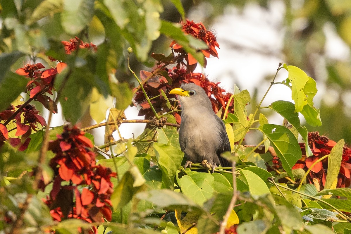 Blue Malkoha - ML621268342