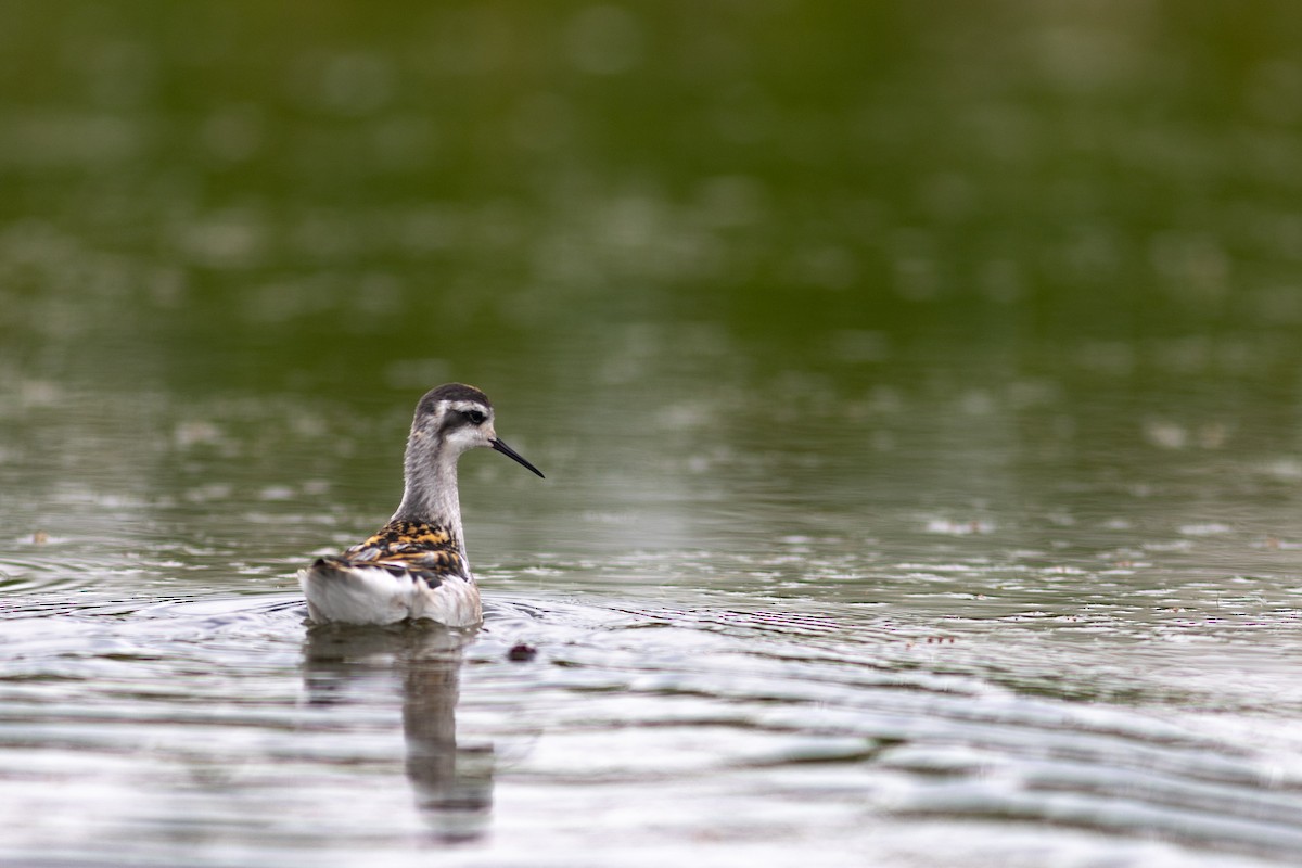 Red-necked Phalarope - ML621268422