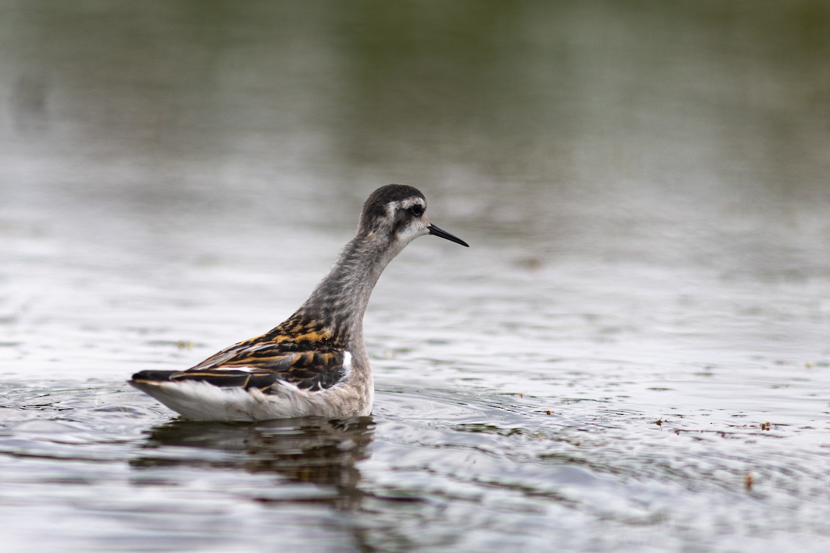 Red-necked Phalarope - ML621268425