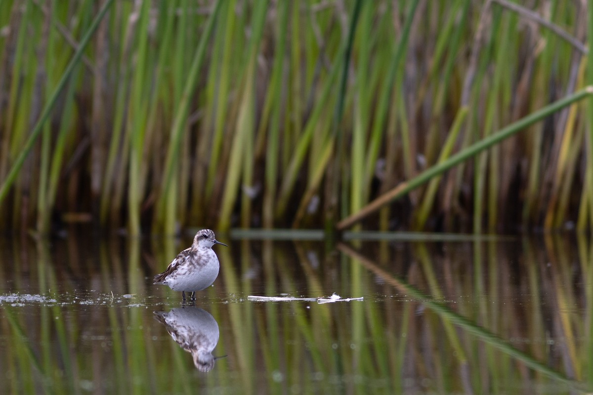 Red-necked Phalarope - ML621268427