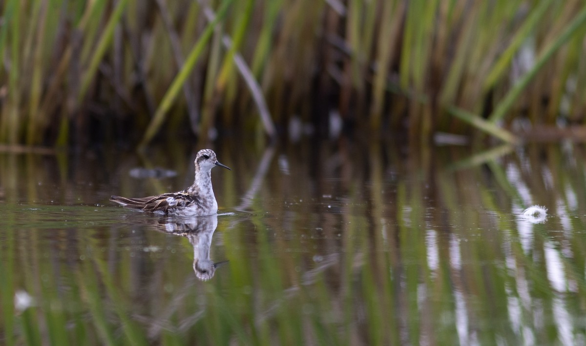 svømmesnipe - ML621268428