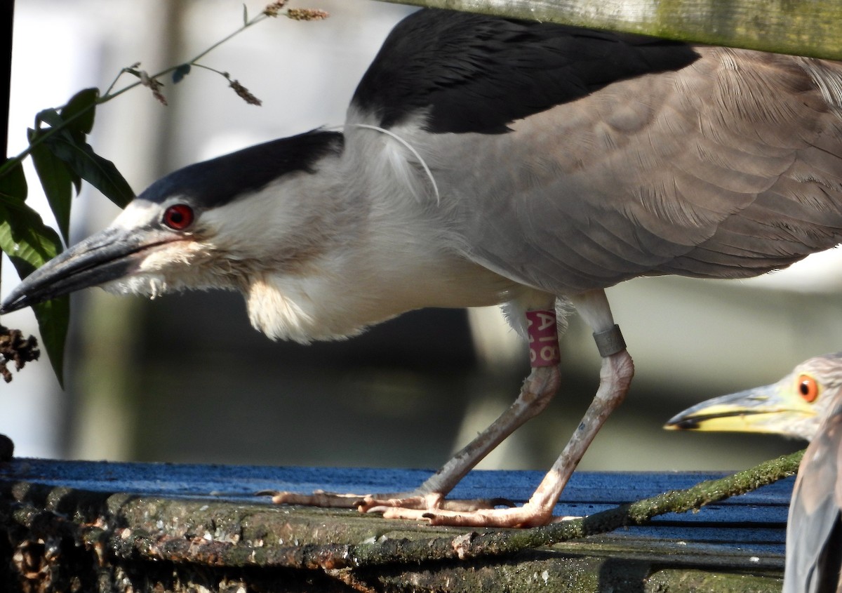 Black-crowned Night Heron - ML621268528