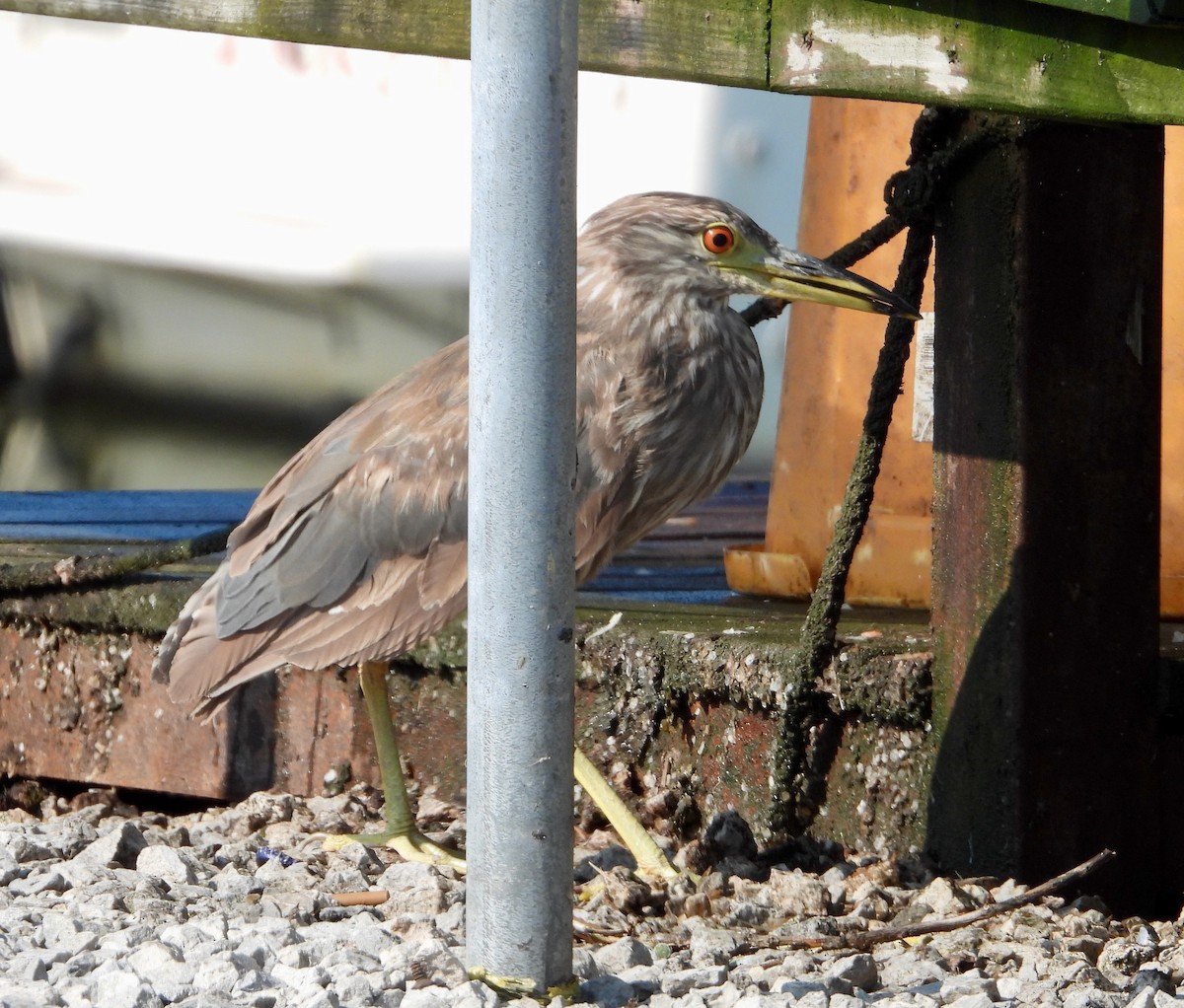 Black-crowned Night Heron - ML621268529