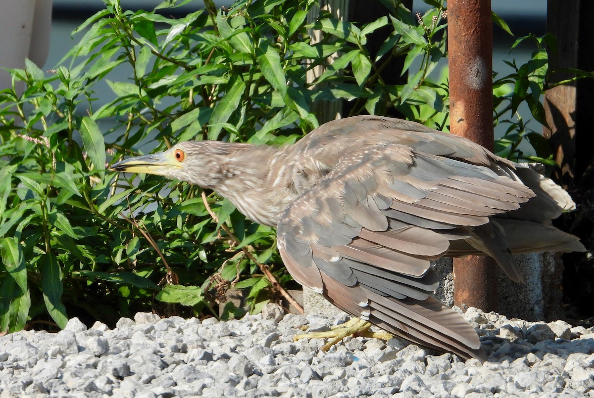 Black-crowned Night Heron - ML621268530