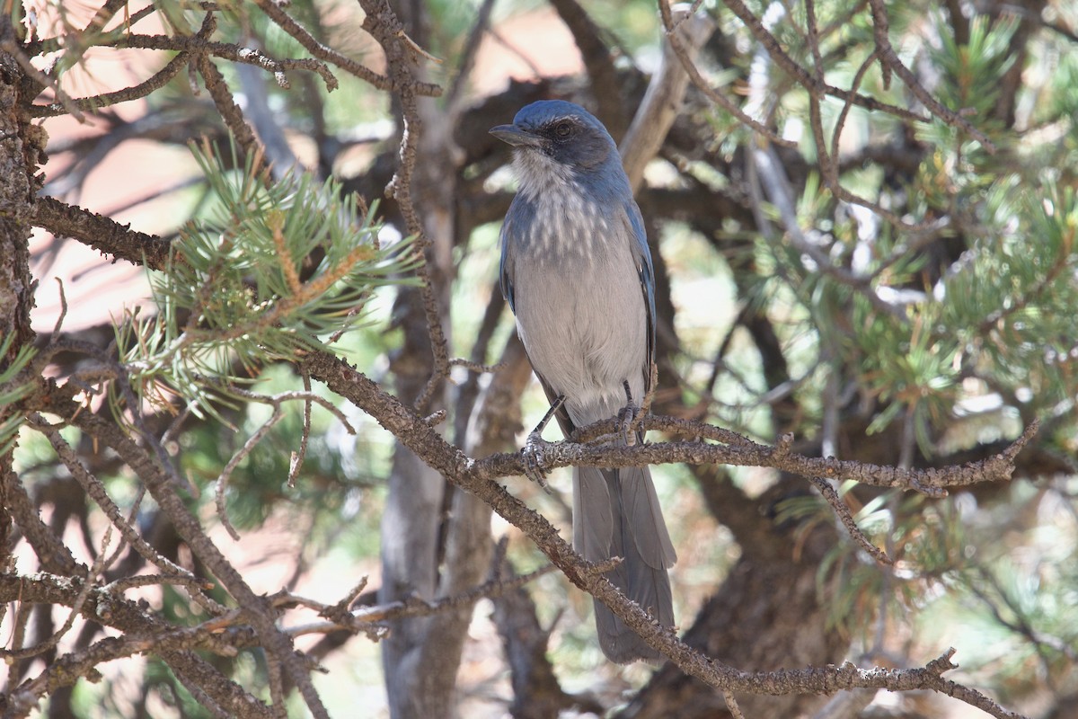 Woodhouse's Scrub-Jay - ML621268532