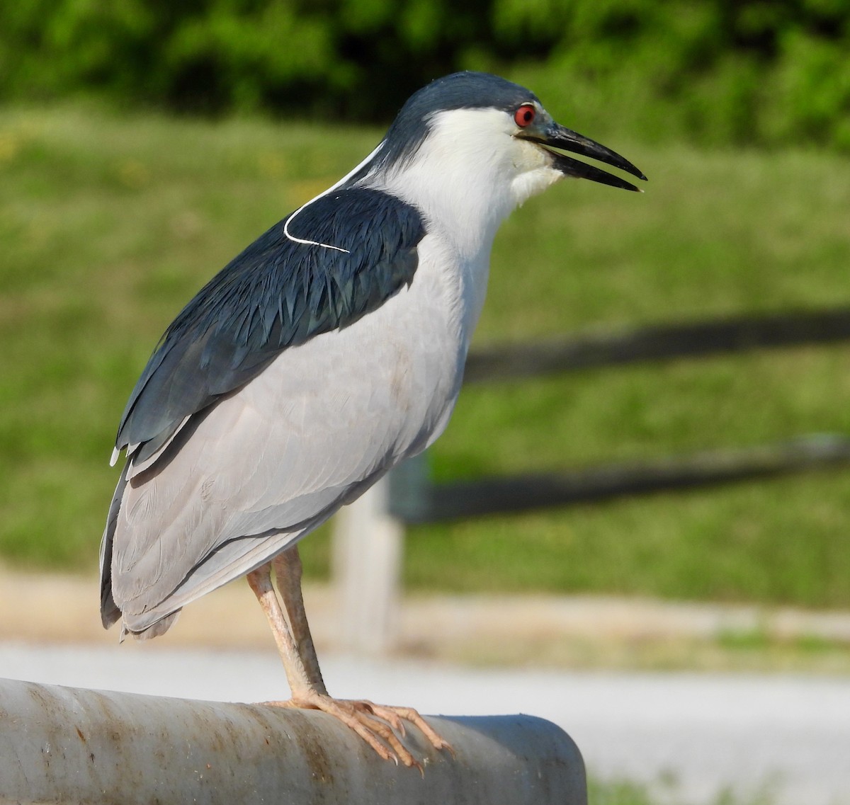 Black-crowned Night Heron - ML621268613