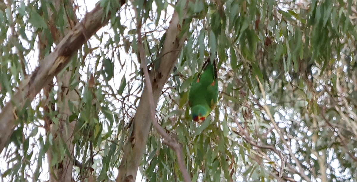 Swift Parrot - ML621268624