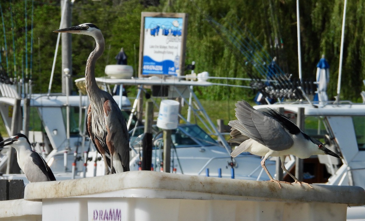 Great Blue Heron - ML621268630