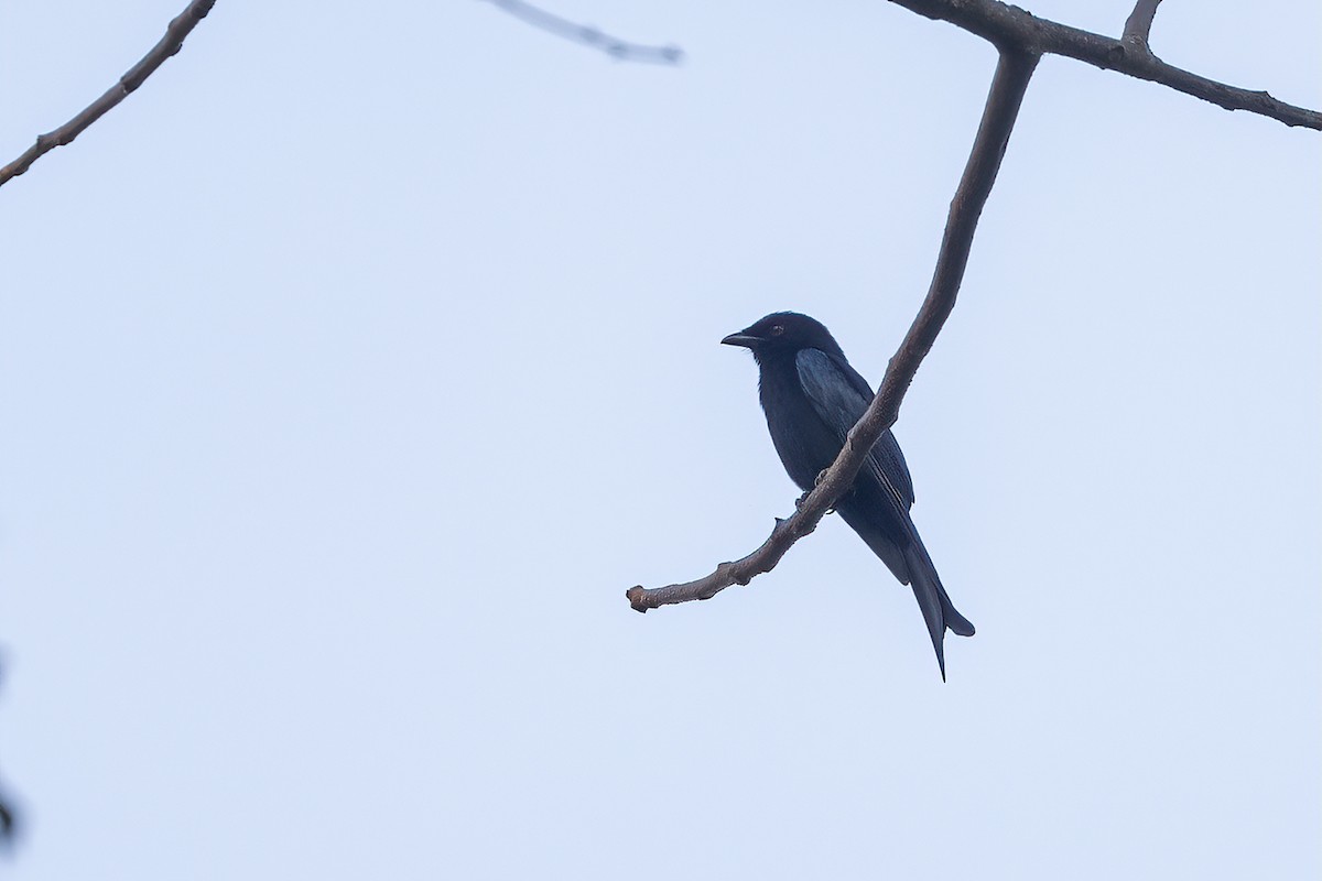 Velvet-mantled Drongo (coracinus) - ML621268791