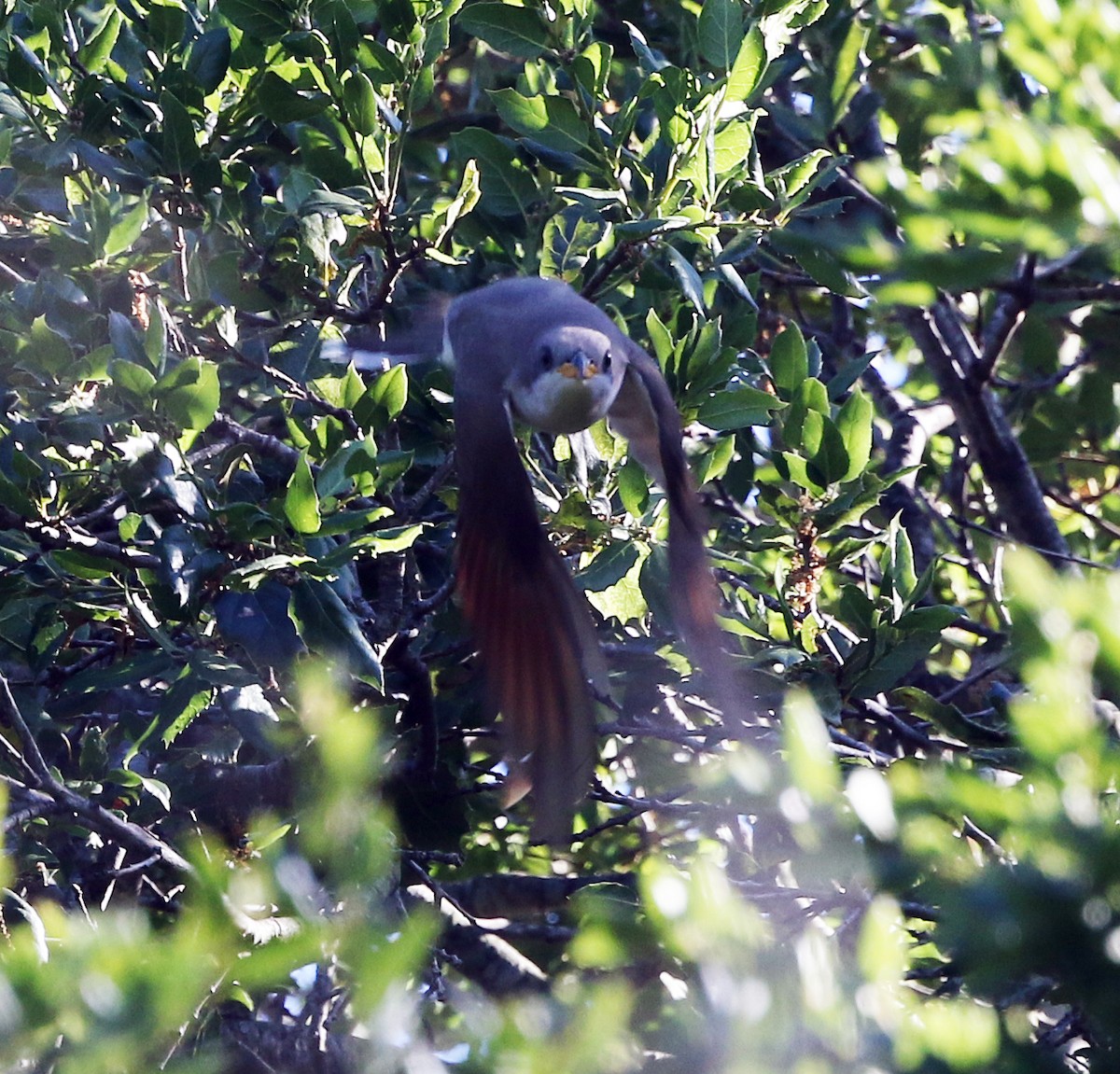 Yellow-billed Cuckoo - ML621268797