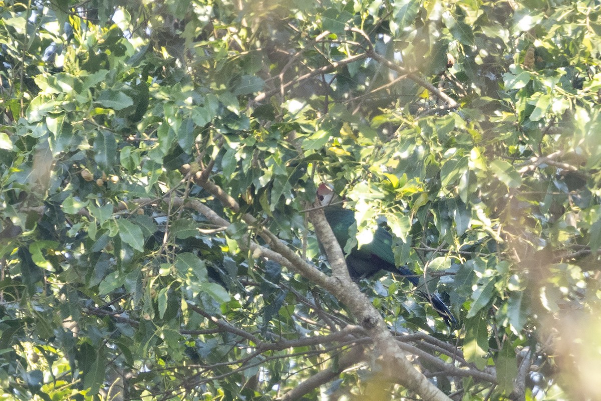 Red-crested Turaco - ML621268855