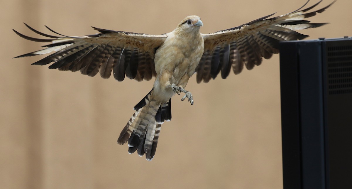 Yellow-headed Caracara - ML621269135