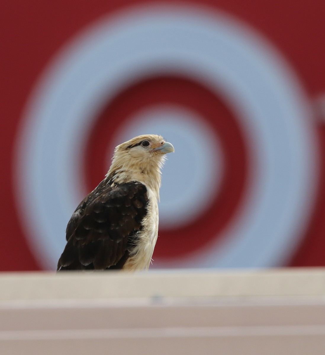 Yellow-headed Caracara - ML621269148