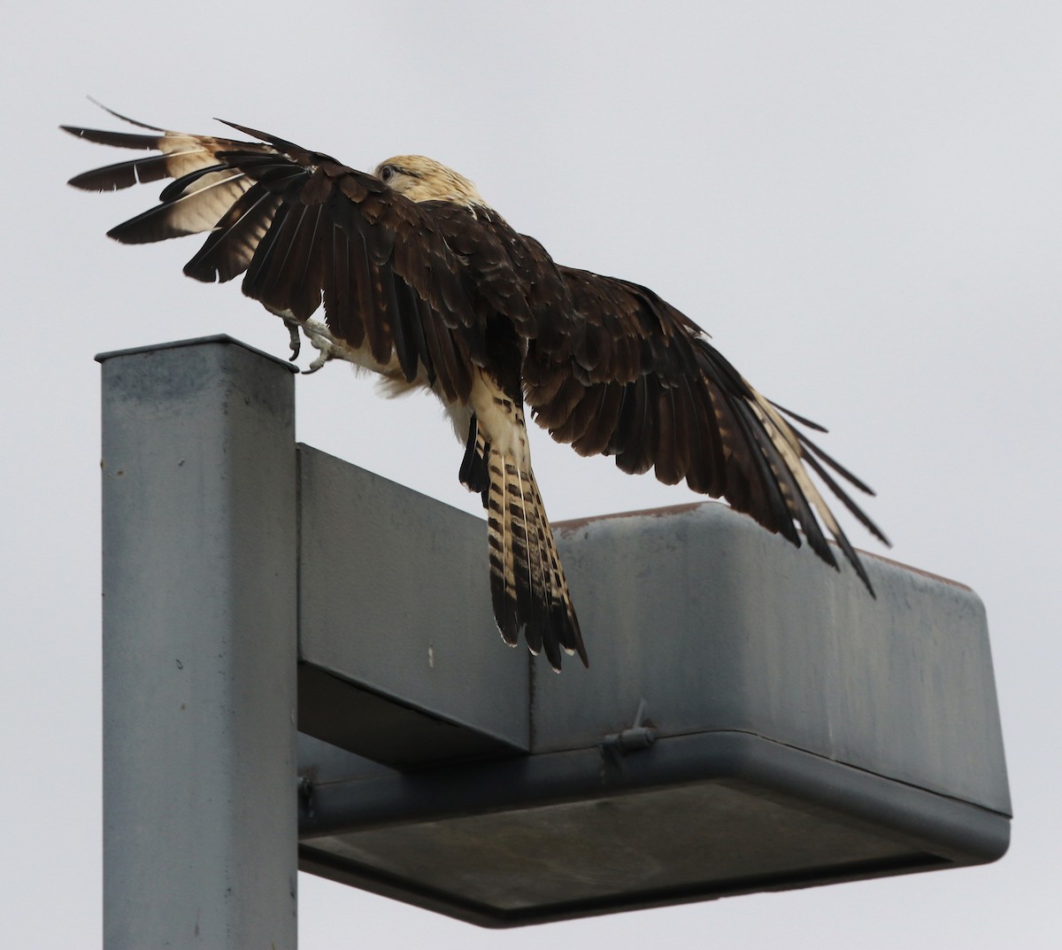 Yellow-headed Caracara - ML621269159