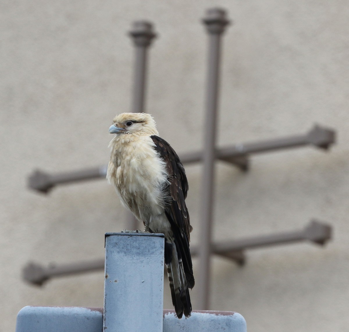 Yellow-headed Caracara - ML621269161