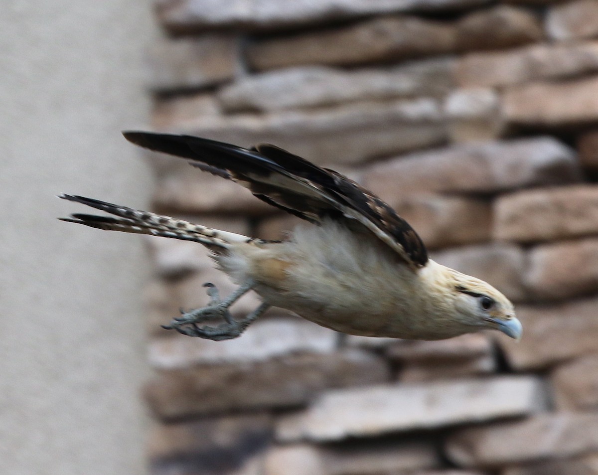 Yellow-headed Caracara - ML621269168