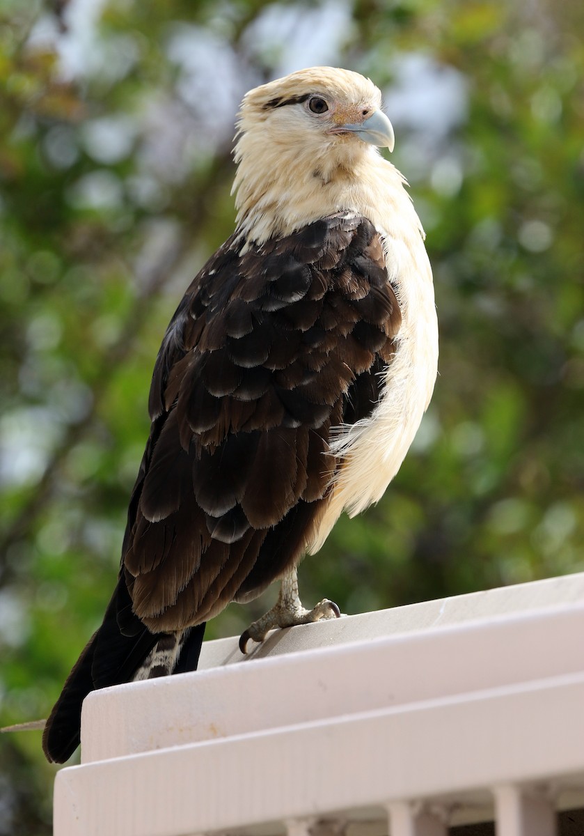 Yellow-headed Caracara - ML621269179