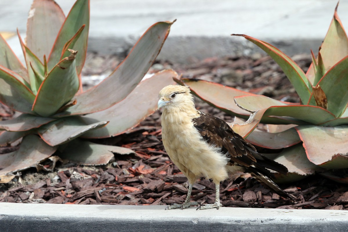 Yellow-headed Caracara - ML621269195