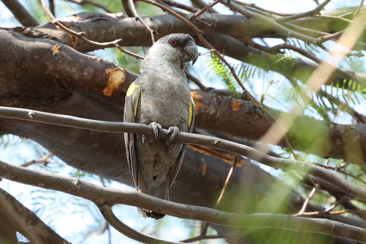 クロクモインコ - ML621269353