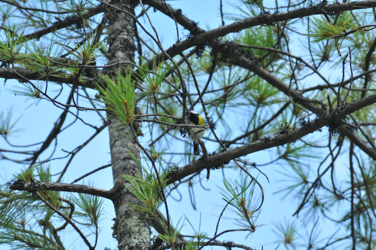 Green-backed Tit - ML621269484