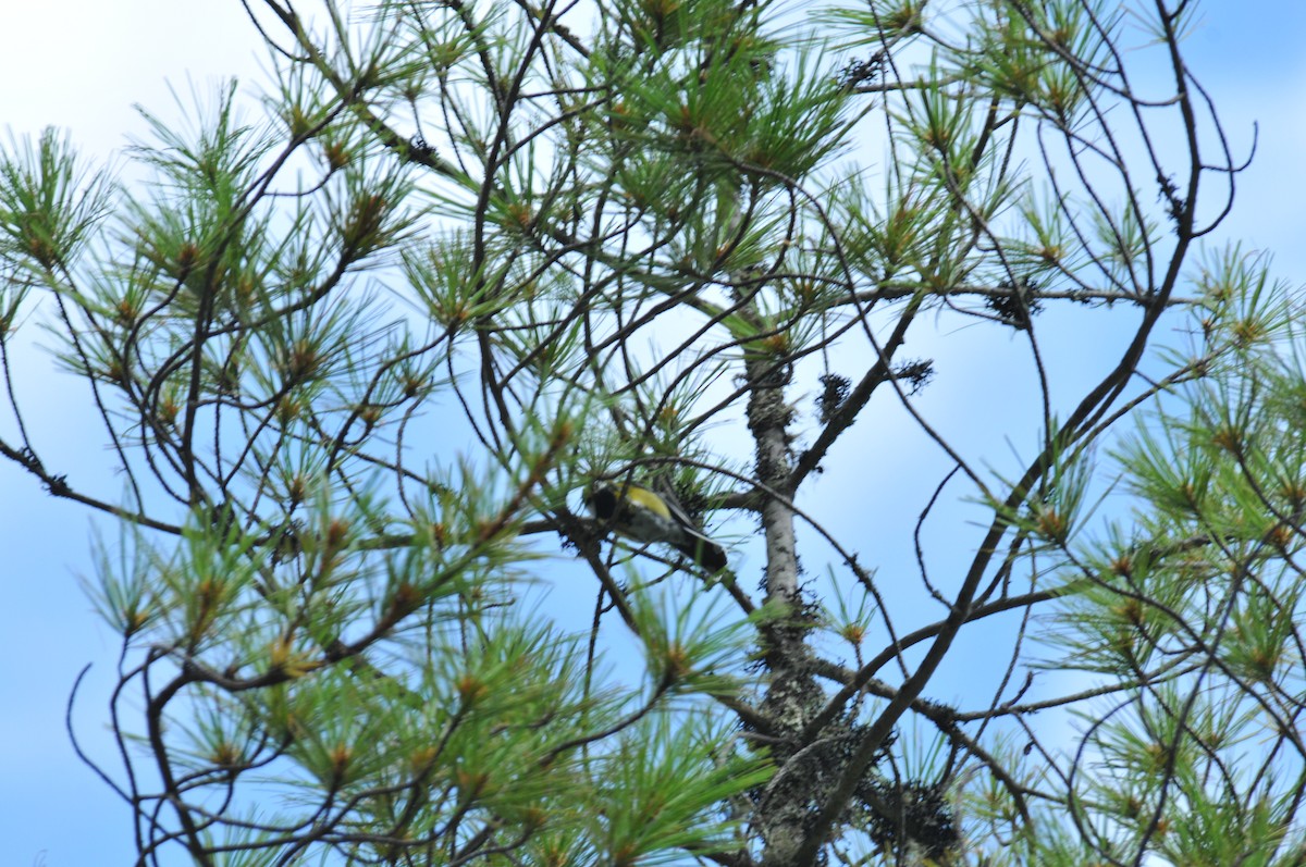 Green-backed Tit - ML621269485