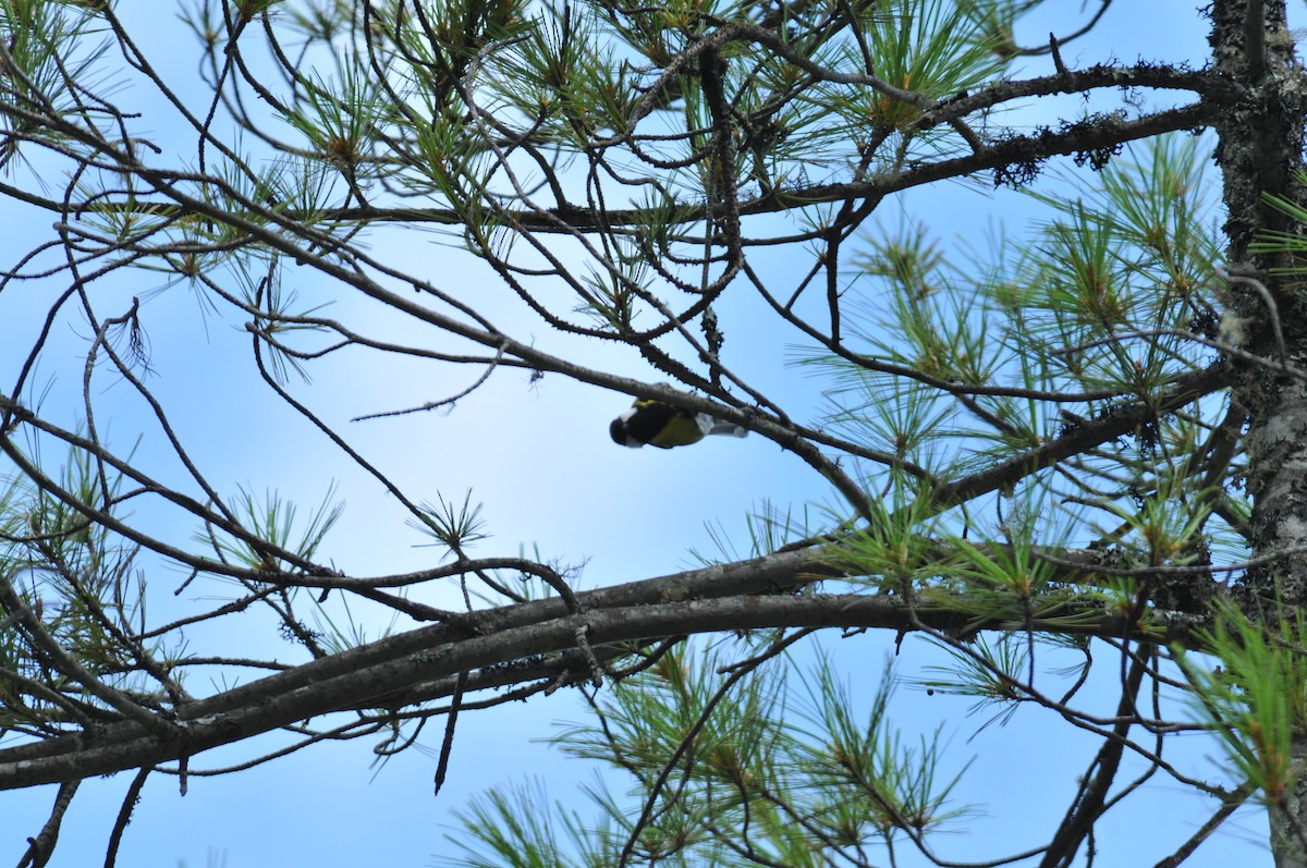 Green-backed Tit - ML621269486