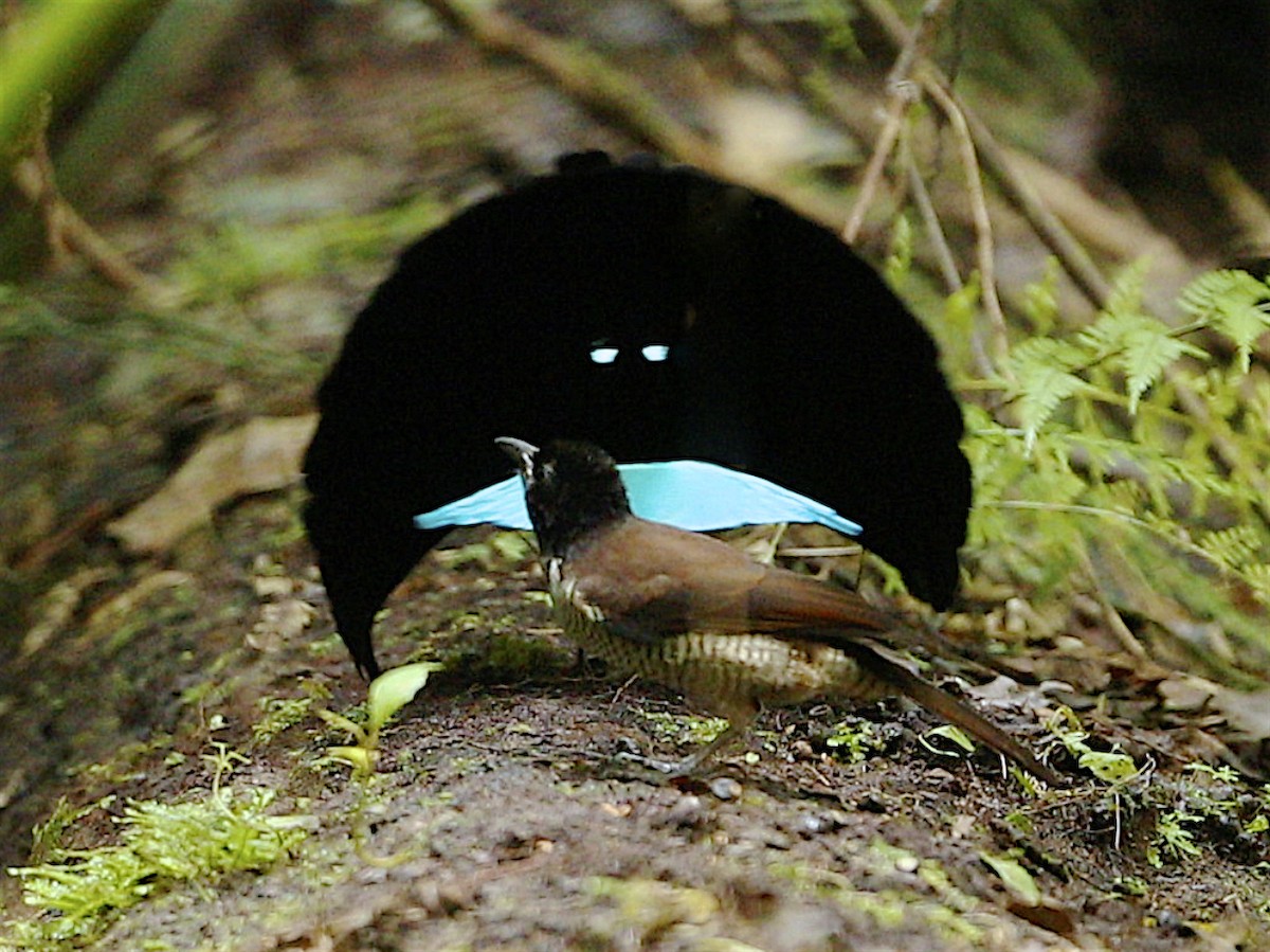 Vogelkop Lophorina - Tim Laman